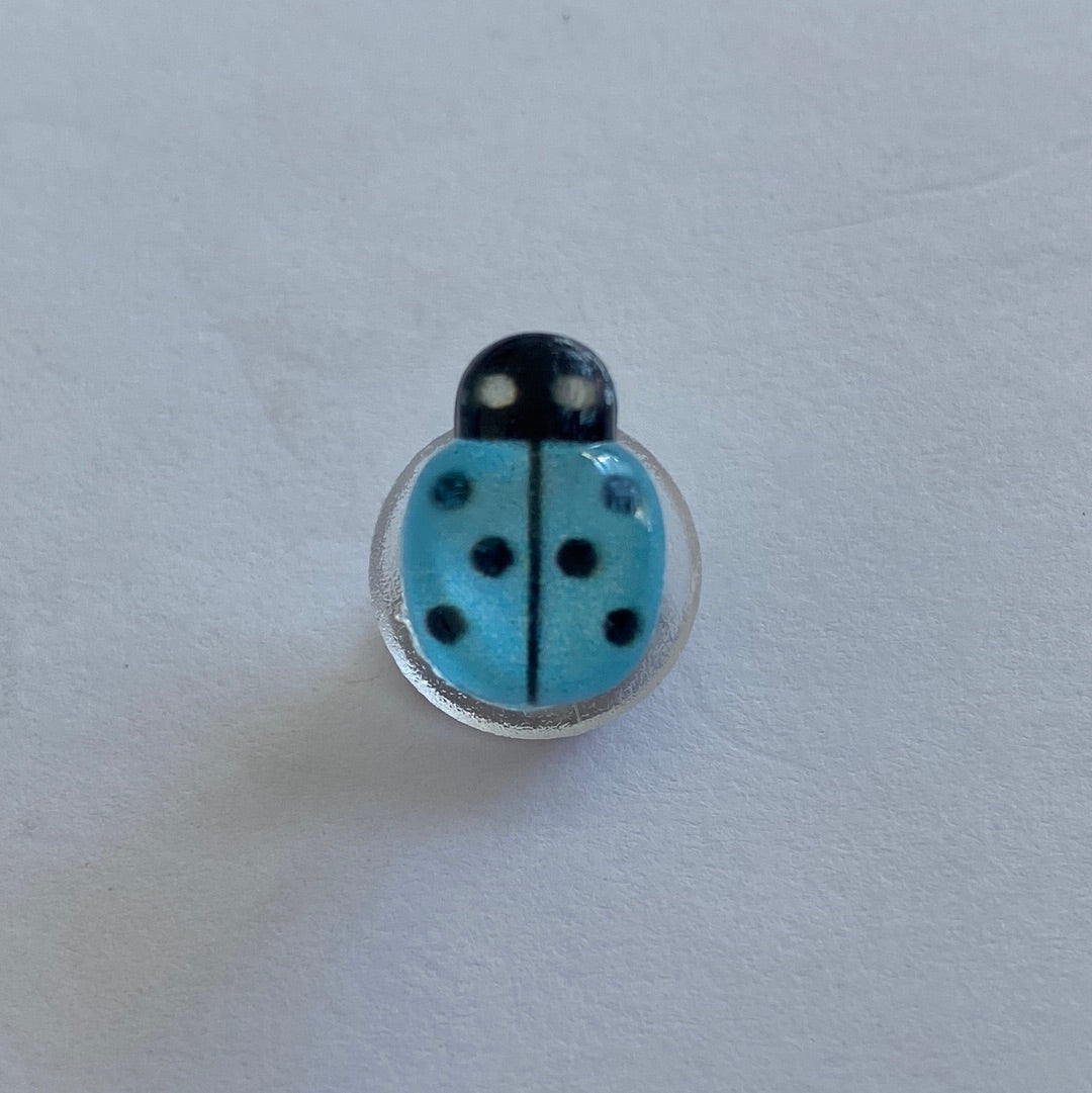 Small Glossy Ladybird - Blue